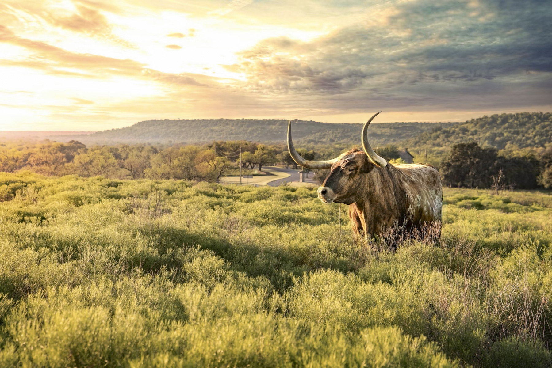 Longhorn steer stands in grassy field