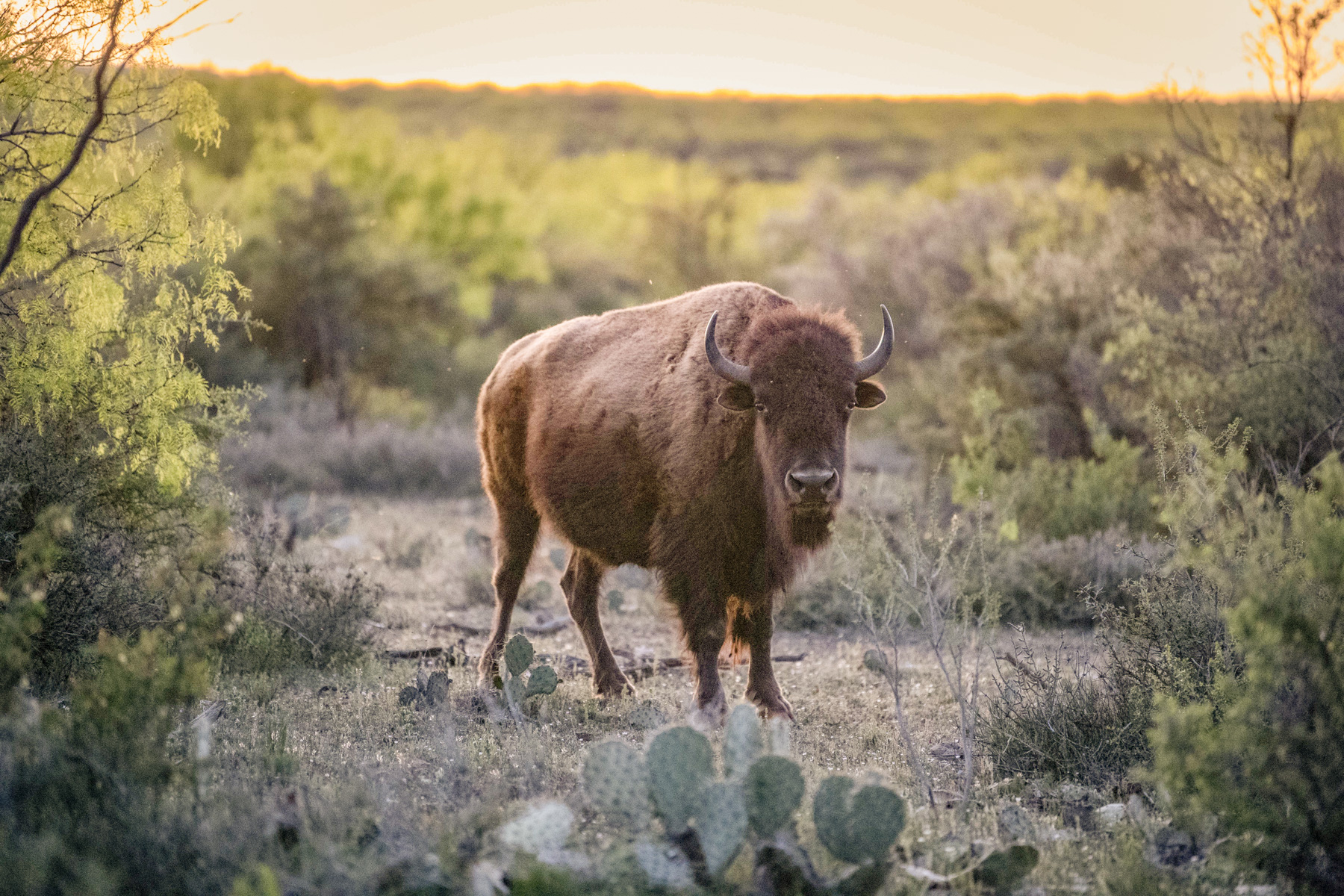Bison standing among cactus in field