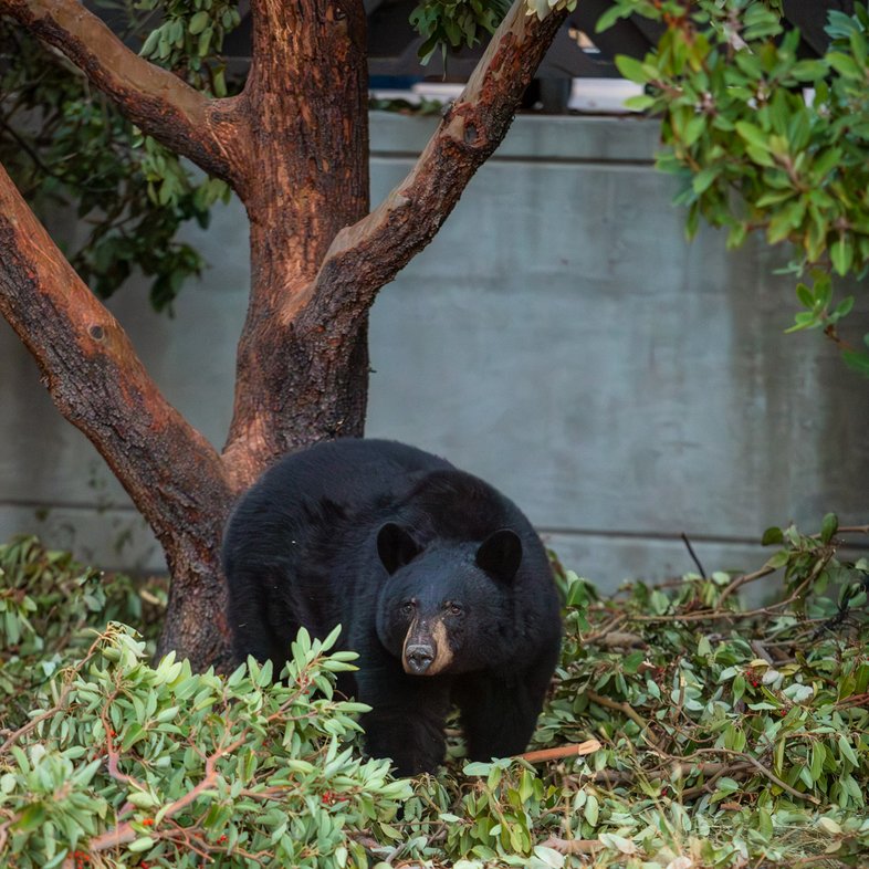 A black bear stands next to a tree with broken branches on the ground