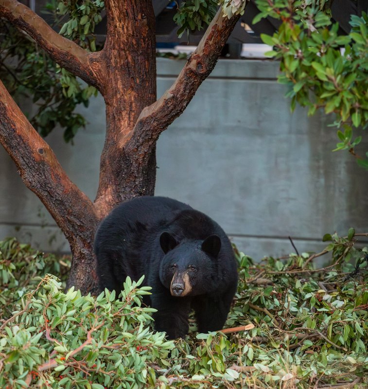 A black bear stands next to a tree with broken branches on the ground