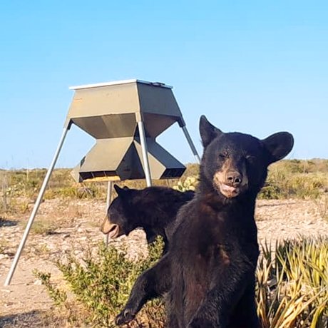 Black bears in front of a feeder