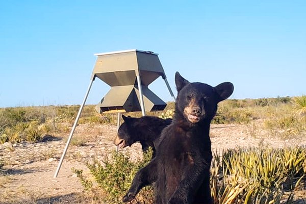 Black bears in front of a feeder