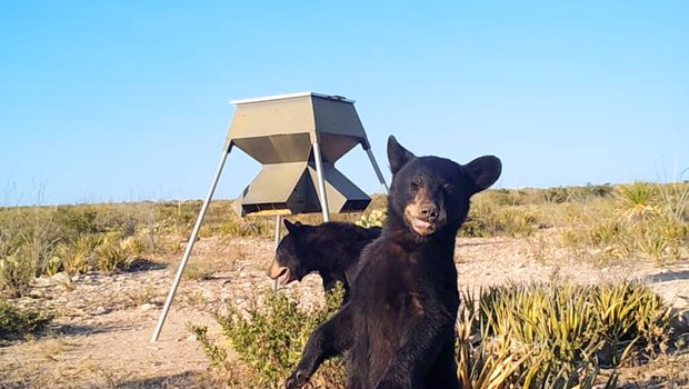 Black bears in front of a feeder