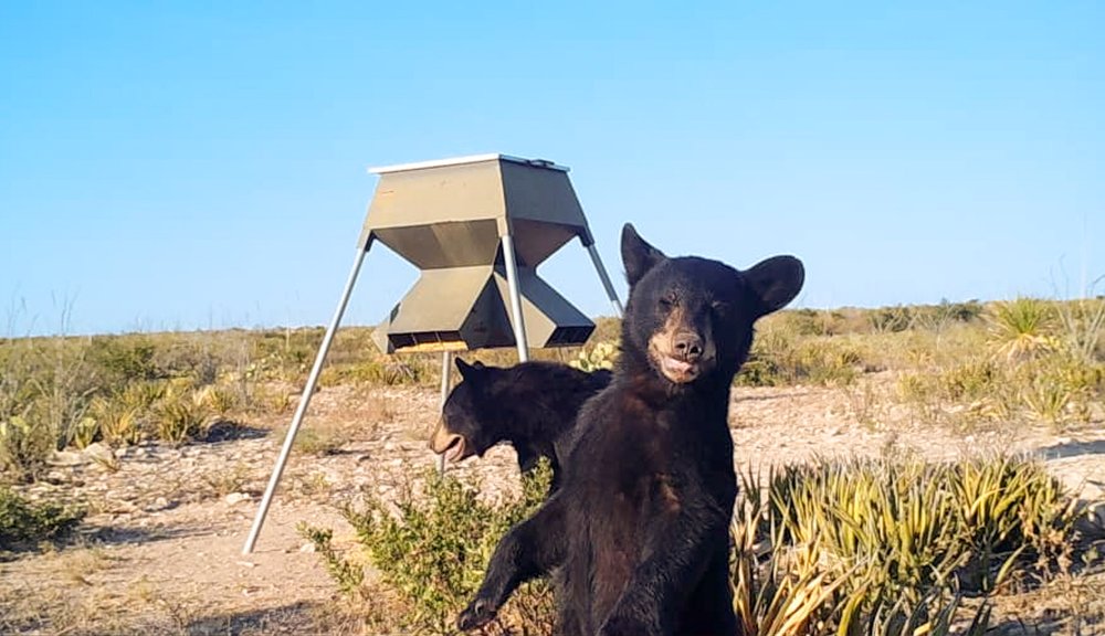 Black bears in front of a feeder