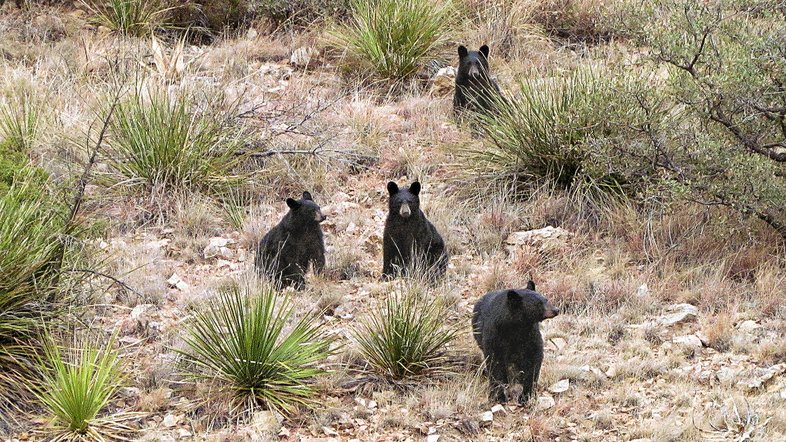 Four black bear sit on a rocky slope.