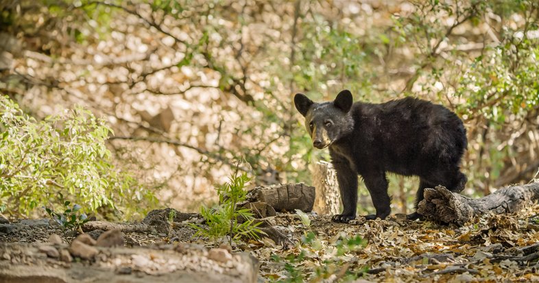 A black bear stands in a brushy area.