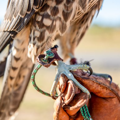 A hawk foot rests on a leather glove
