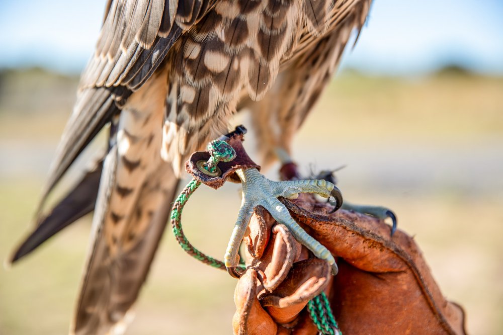 A hawk foot rests on a leather glove