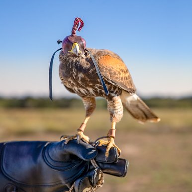 A harris hawk perched on a glove wearing a dark red hat over its head.