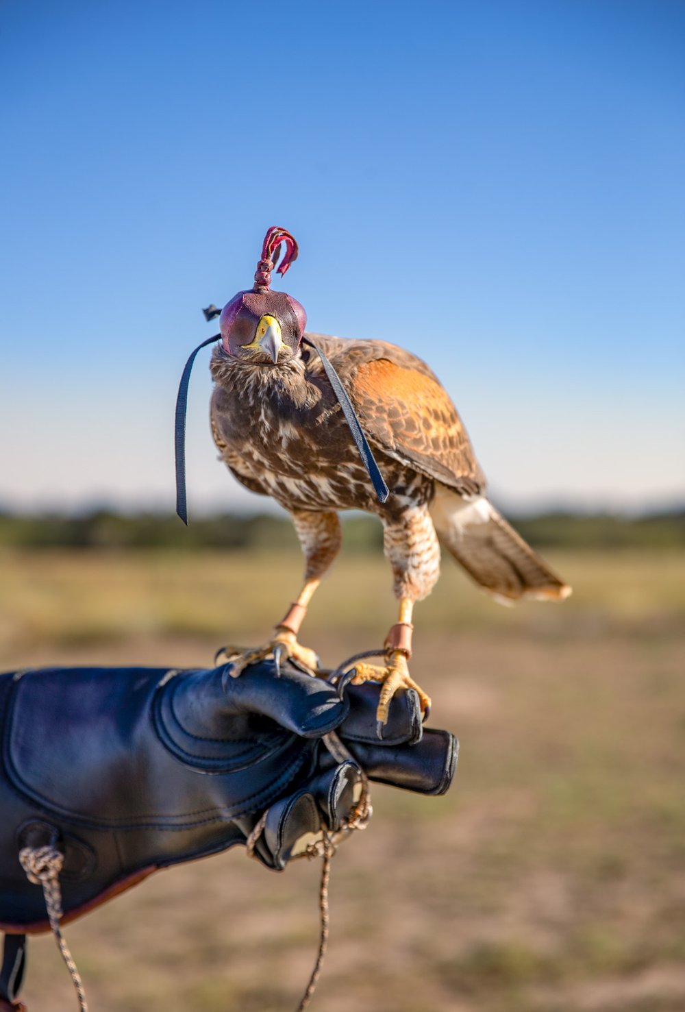 A harris hawk perched on a glove wearing a dark red hat over its head.