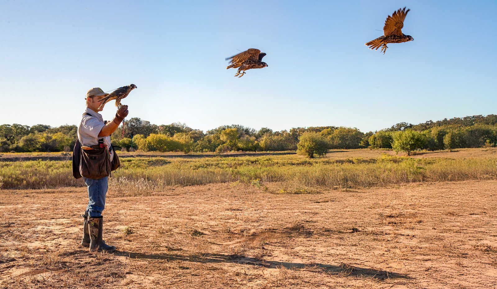 A peregrine falcon takes flight from Matthew Reidy's hand.