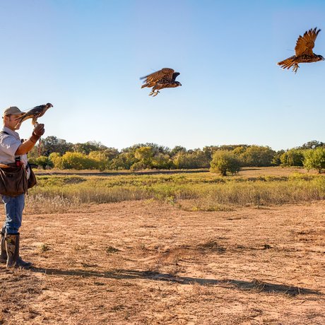 A peregrine falcon takes flight from Matthew Reidy's hand.