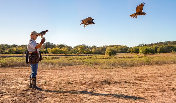 A peregrine falcon takes flight from Matthew Reidy's hand.