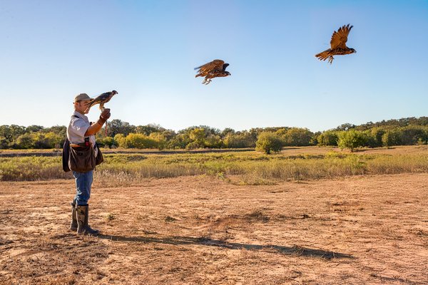 A peregrine falcon takes flight from Matthew Reidy's hand.