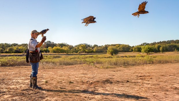 A peregrine falcon takes flight from Matthew Reidy's hand.