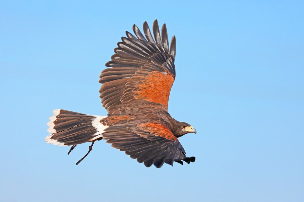 A Harris hawk soars through the sky