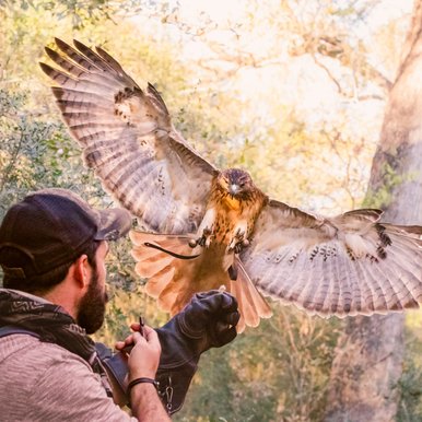 A hawk with wings expanded out wide lands on a falconry hunter's glove.