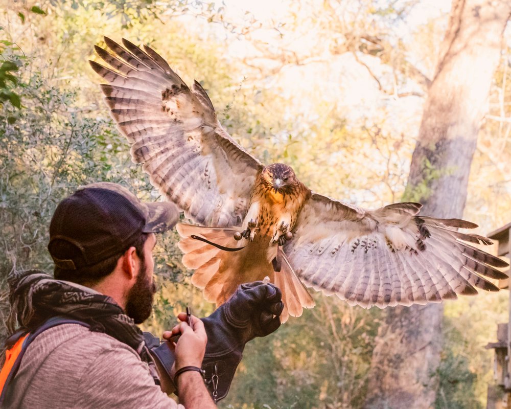 A hawk with wings expanded out wide lands on a falconry hunter's glove.
