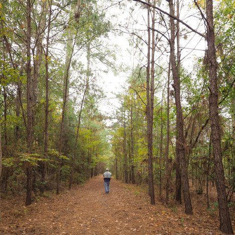 A man walks down a leaf covered trail surrounded by tall trees