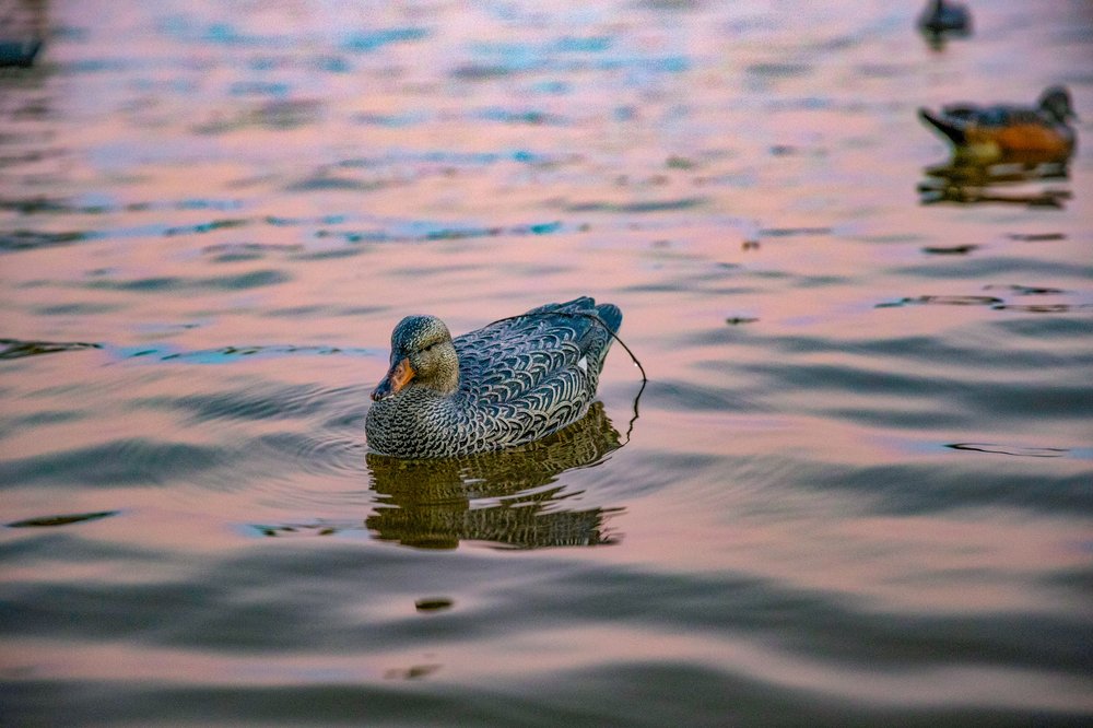 A duck decoy floats on top of the water at sunrise