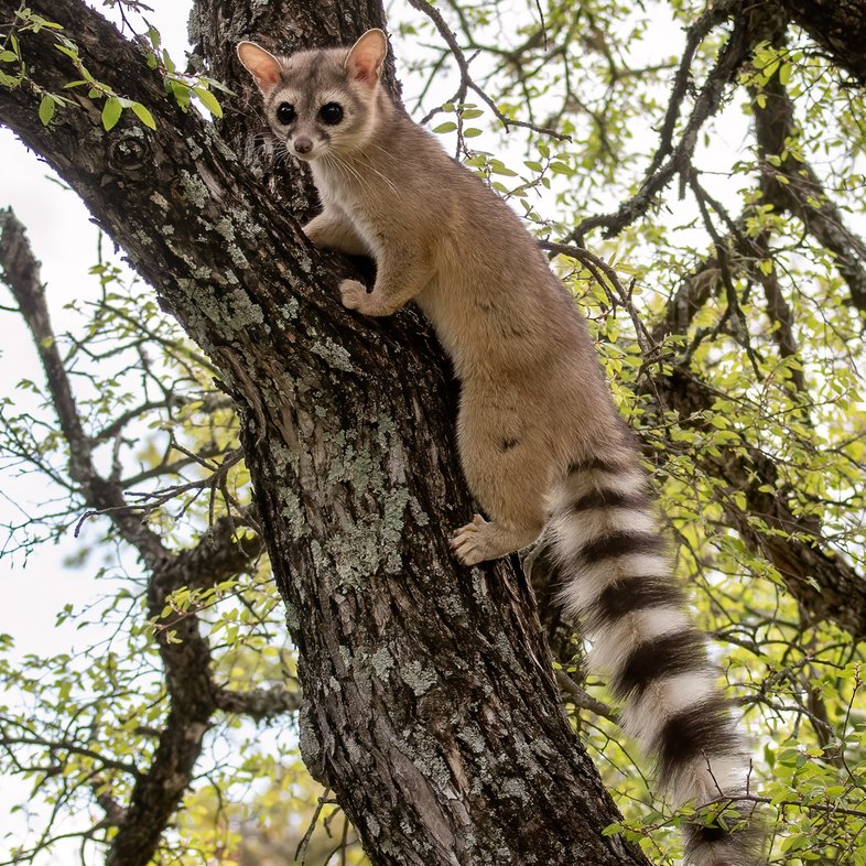A ringtail climbs a tree