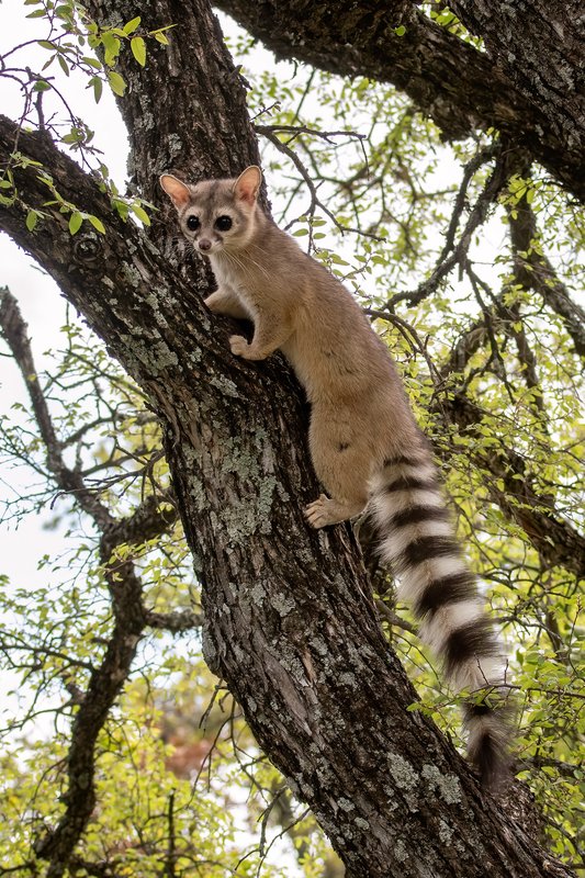 A ringtail climbs a tree
