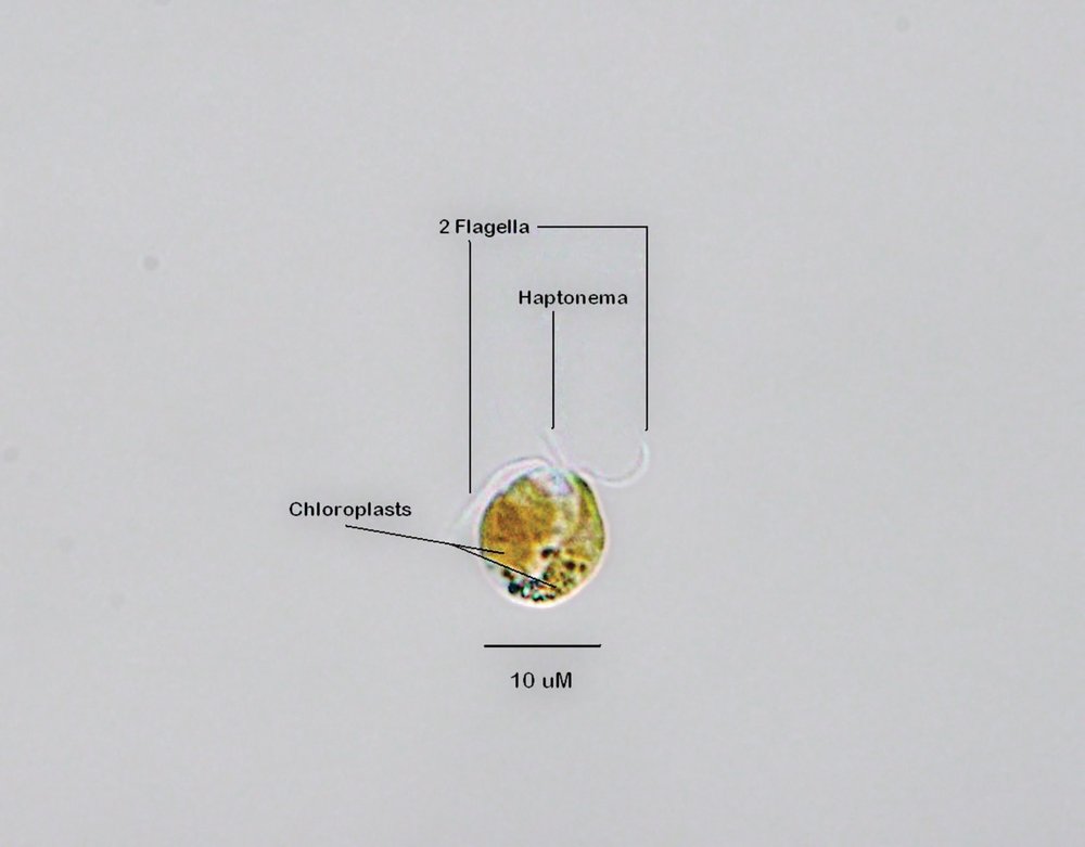 Chart of PKZILLA chemistry