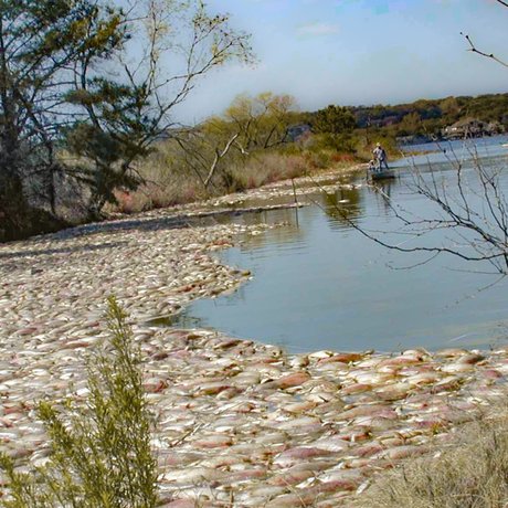 Hundreds of dead fish float on the water's surface at Lake Granbury
