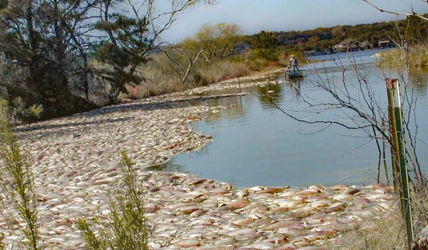 Hundreds of dead fish float on the water's surface at Lake Granbury