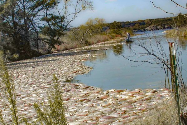 Hundreds of dead fish float on the water's surface at Lake Granbury