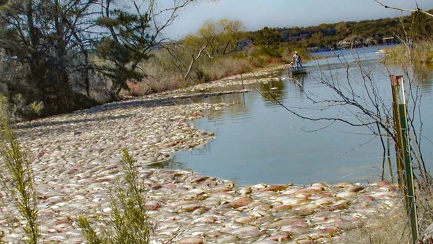 Hundreds of dead fish float on the water's surface at Lake Granbury
