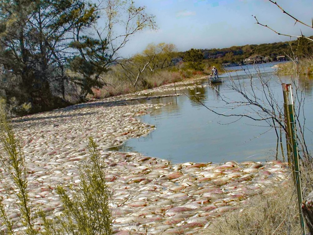 Hundreds of dead fish float on the water's surface at Lake Granbury