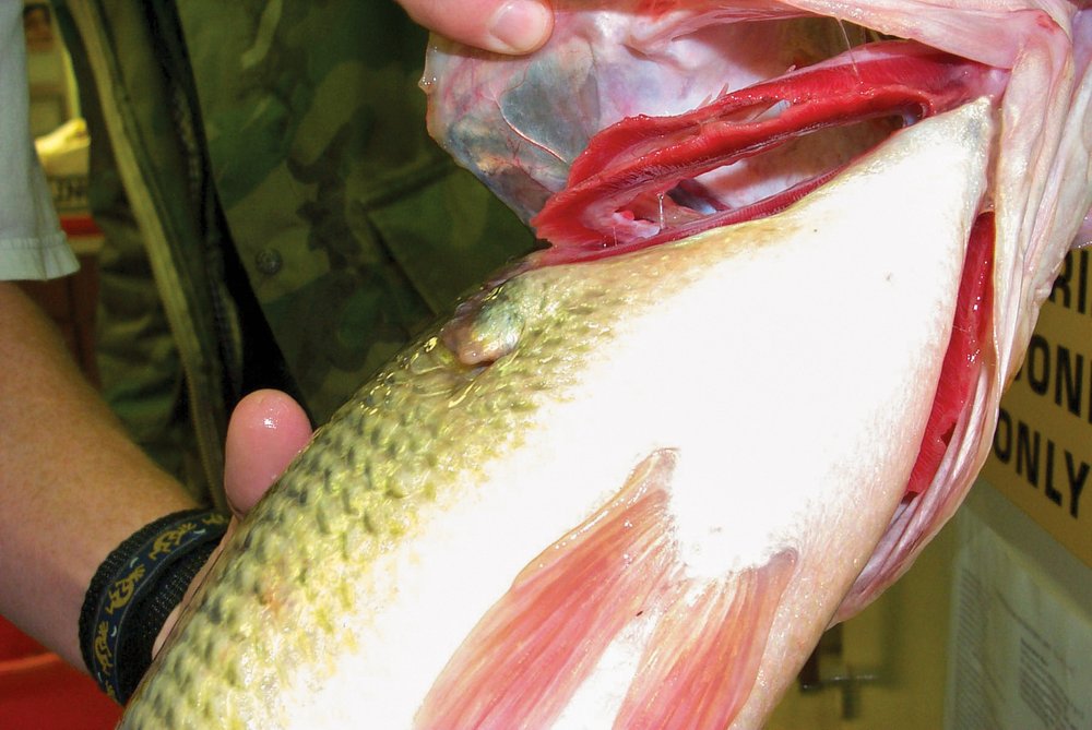 A man showing a fish gill damaged by algae toxins.