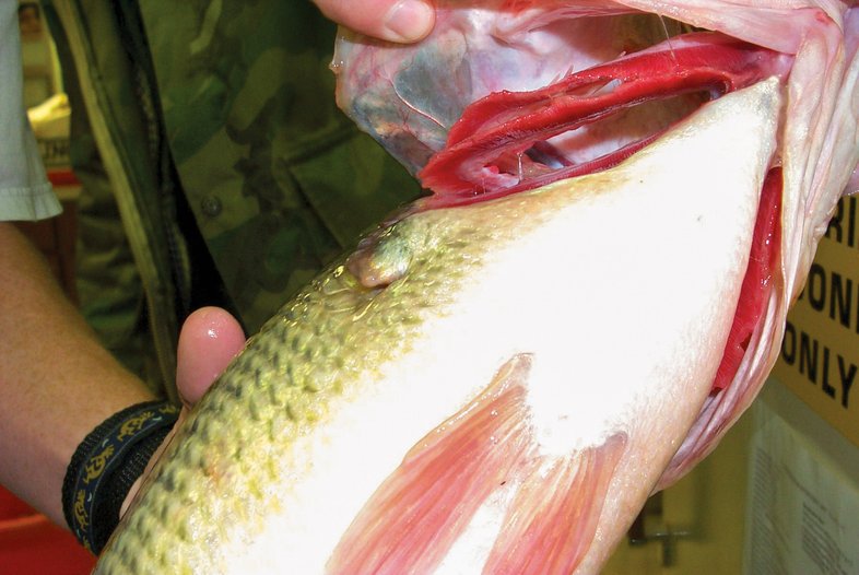 A man showing a fish gill damaged by algae toxins.
