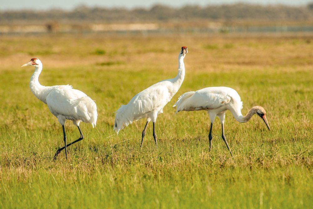 A group of whooping cranes graze in a grass field