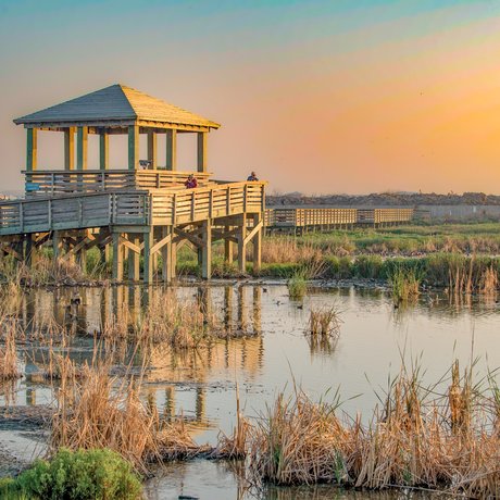 Birders look out over the wetlands at the Leonabelle Turnbull Birding Center