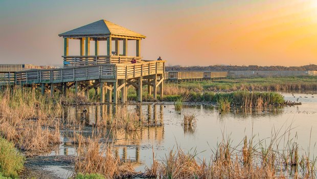 Birders look out over the wetlands at the Leonabelle Turnbull Birding Center