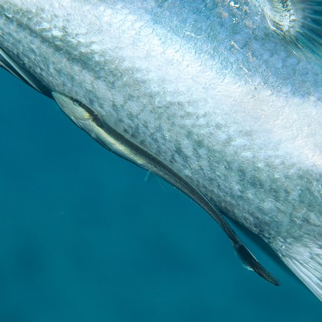A remora attaches itself to a shark.