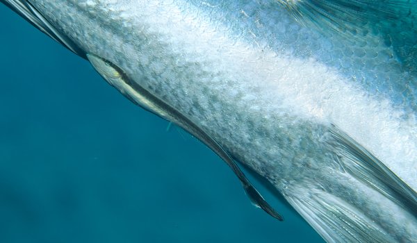 A remora attaches itself to a shark.