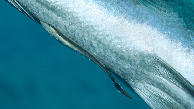 A remora attaches itself to a shark.