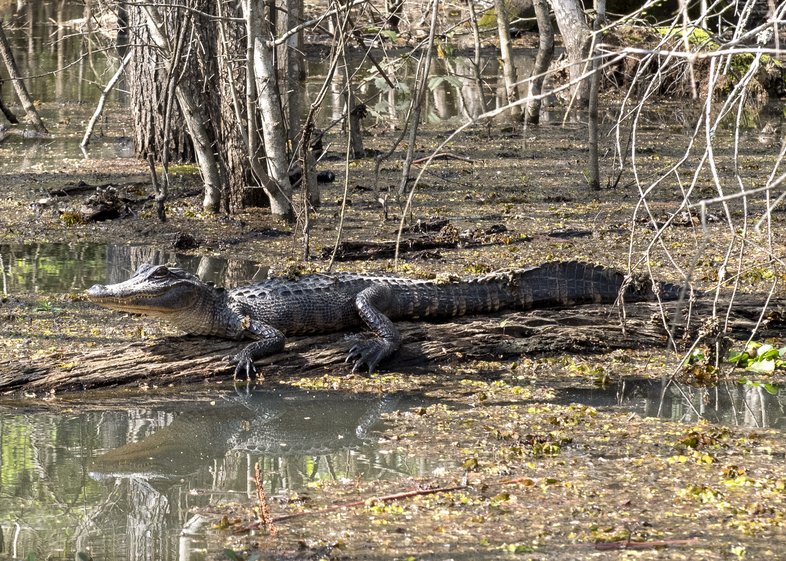 Alligator on the Angelina River.