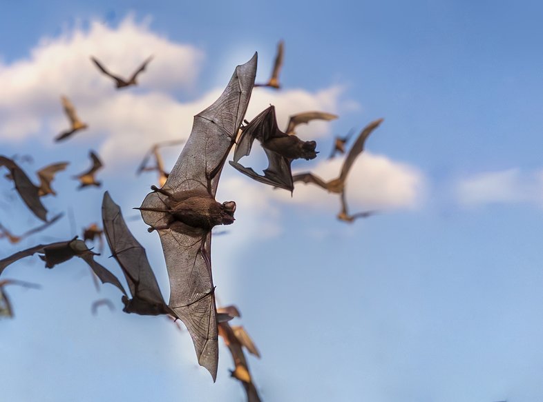 Bates in flight against a blue sky with white clouds.