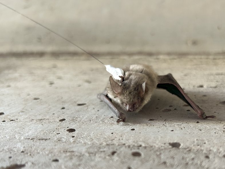 0126_F-MotusTracking_Demere_Bat_Mo (19)_MaeganLanham