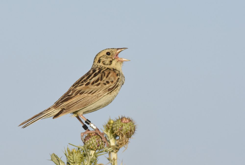 Bairds Sparrow perched on a branch.