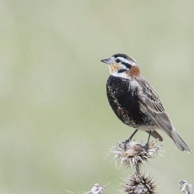 Chestnut Longspur on a branch.