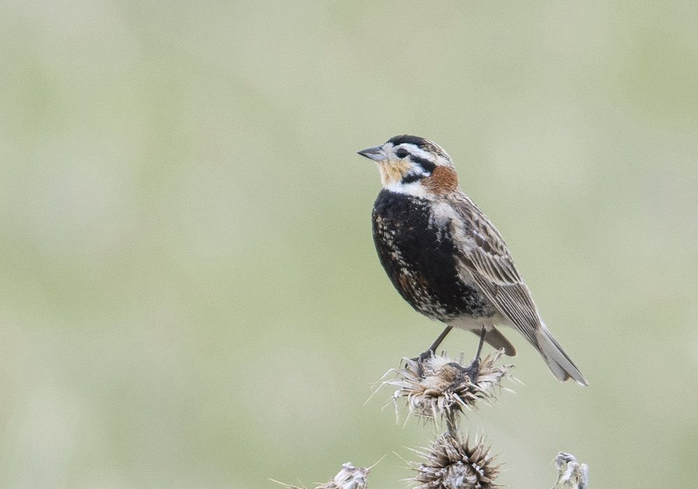 Chestnut Longspur on a branch.