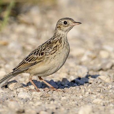Spragues Pipit on the ground.