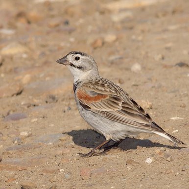 Thick Billed Longspur on the ground.