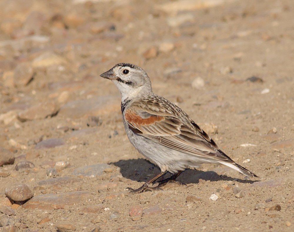 Thick Billed Longspur on the ground.