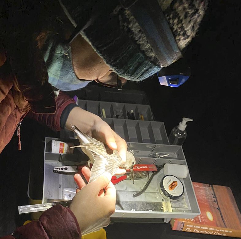 Researcher attaching a Motus tracker to a bird.